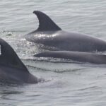Cape May: Scenic Whale and Dolphin Watching Cruise - Final Thoughts: Is it Worth It?
