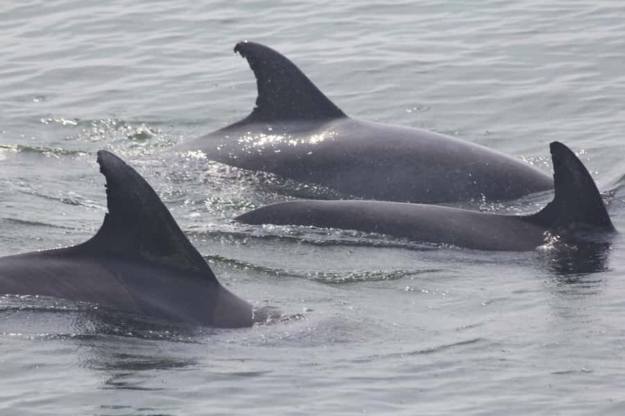 Cape May: Scenic Whale and Dolphin Watching Cruise - Final Thoughts: Is it Worth It?