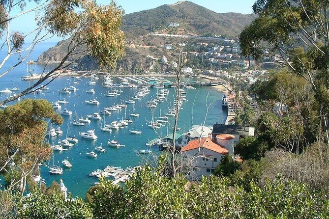 Catalina Island 2-Hour Insider Adventure Tour - Final Thoughts: Is It Worth the Price?