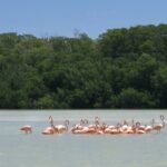 Celestun, Flamenco Adventure, from Merida - Who Will Appreciate This Tour?