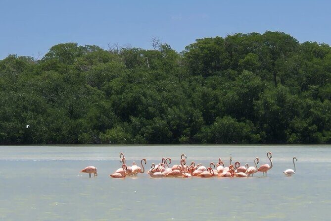 Celestun, Flamenco Adventure, from Merida - Who Will Appreciate This Tour?