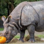 Central Florida Zoo Skip-the-Line Ticket - What Travelers Are Saying (Based on Reviews)