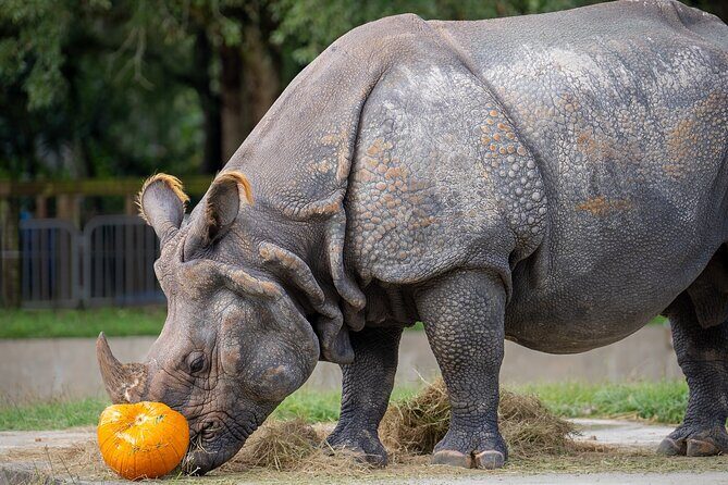 Central Florida Zoo Skip-the-Line Ticket - What Travelers Are Saying (Based on Reviews)