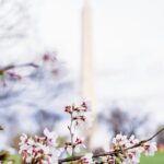 Cherry Blossoms & Monuments Tour with 10+ Stops and Boat Cruise - FAQ