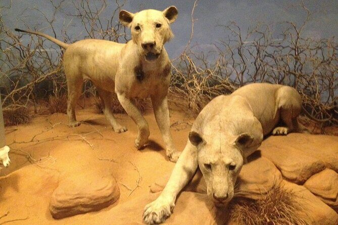 Chicago Field Museum Ticket and Audio Tour on Your Phone - Who Should Consider This Tour?