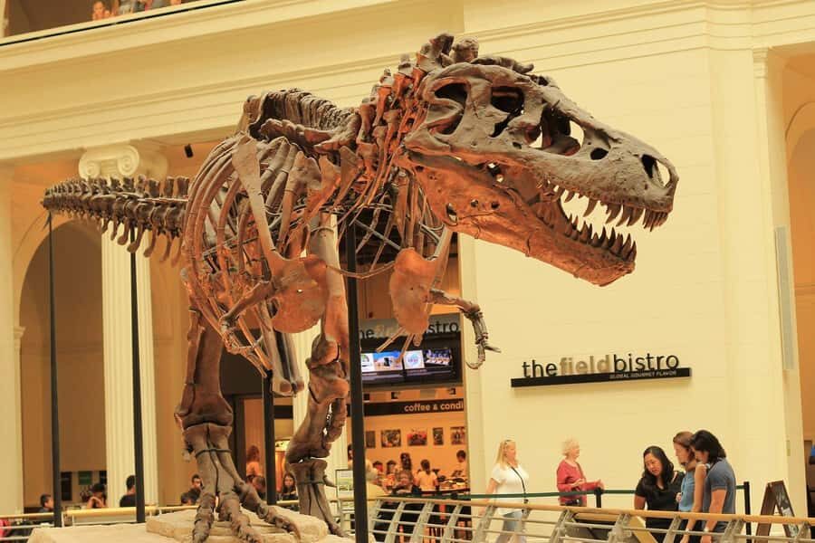 Chicago: Field Museum Ticket & Highlights Digital Tour - The Sum Up