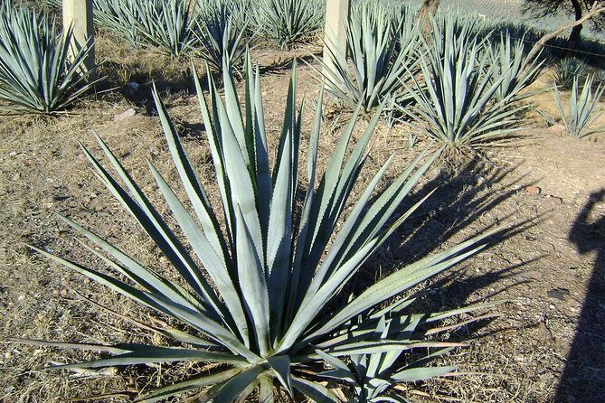 Chichen Itza - Practical Details and Insights