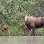 Chilkat River Jet-Boat Adventure in Haines - The Value of the Experience