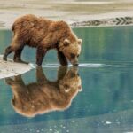 Chinitna Bay Bear Viewing Flight Tour from Talkeetna - The Details of the Experience