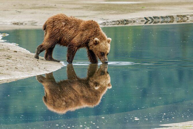 Chinitna Bay Bear Viewing Flight Tour from Talkeetna - The Details of the Experience