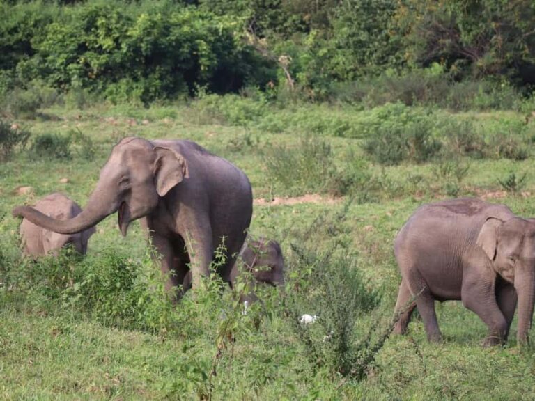 Cincinnati: Cincinnati Zoo Admission Ticket - Authentic Voices from Visitors