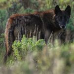 Classic Yellowstone National Park Lower Loop Picnic Lunch Tour - An In-Depth Look at the Tour Experience