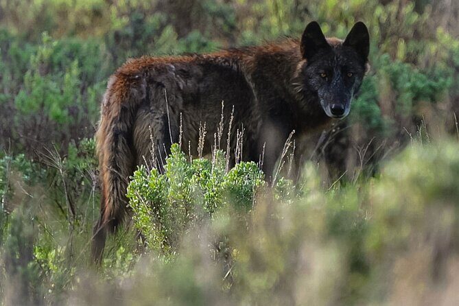 Classic Yellowstone National Park Lower Loop Picnic Lunch Tour - An In-Depth Look at the Tour Experience