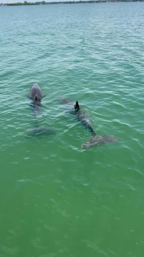 Clearwater: Island Hop and Dolphin Watch Ultimate Boat Tour - The Sum Up: Who Should Consider This Tour?