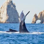 Collective Tour of the Arc de Los Cabos and Whale Watching - How the Tour Runs: A Step-by-Step Look