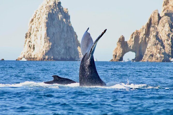 Collective Tour of the Arc de Los Cabos and Whale Watching - How the Tour Runs: A Step-by-Step Look