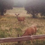 Colorado Springs: Garden of the Gods & Historic Town Tour - Who Will Love This Tour?