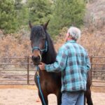 Colorado Springs: Mindfulness with Rescue Mustangs - What Makes This Tour Stand Out