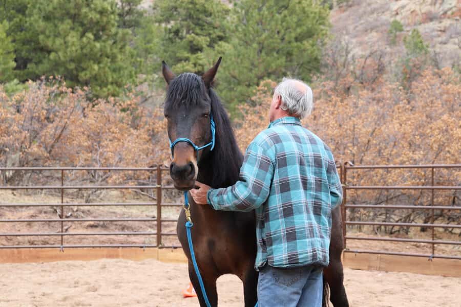Colorado Springs: Mindfulness with Rescue Mustangs - What Makes This Tour Stand Out