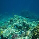 Coral Nursery Snorkeling Eco Adventure in La Paz - FAQ