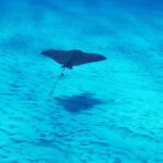 Cozumel: 2-Tank Dive, Eagle Ray Wall for Certified Divers - An In-Depth Look at the Cozumel Eagle Ray Wall Tour