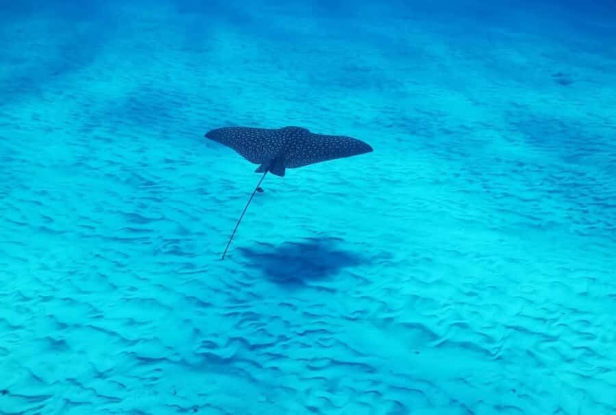 Cozumel: 2-Tank Dive, Eagle Ray Wall for Certified Divers - An In-Depth Look at the Cozumel Eagle Ray Wall Tour