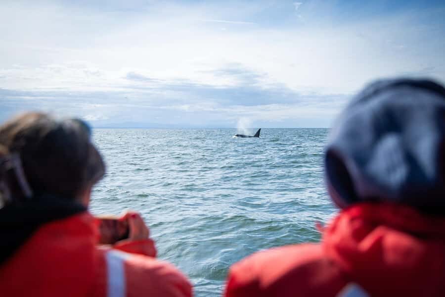 Crescent Beach: Sunset Wildlife Cruises in BC - Experience the Coastline of British Columbia from a Relaxed Perspective