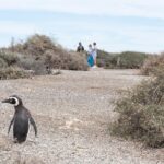 Cruise Shore Excursion Ea San Lorenzo Peninsula Valdes - Patagonia - Argentina - A Detailed Look at the Patagonia Wildlife Tour