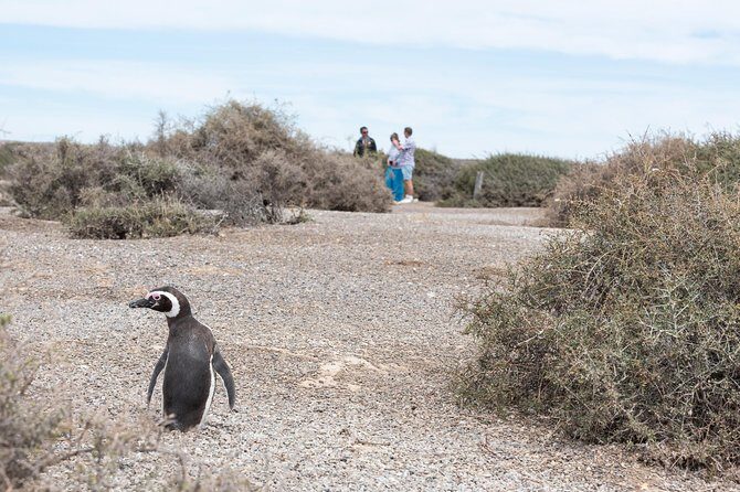Cruise Shore Excursion Ea San Lorenzo Peninsula Valdes - Patagonia - Argentina - A Detailed Look at the Patagonia Wildlife Tour