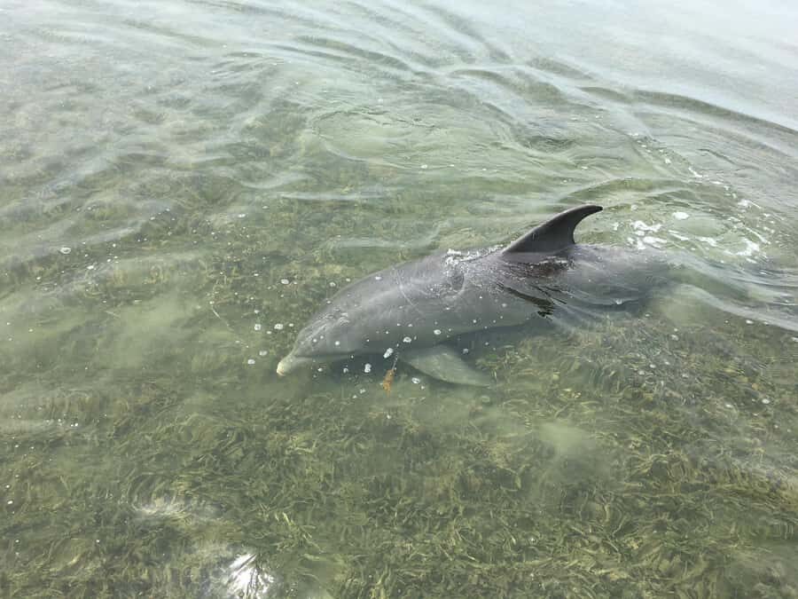 Crystal River: Backwater Adventure on an Airboat - Key Points
