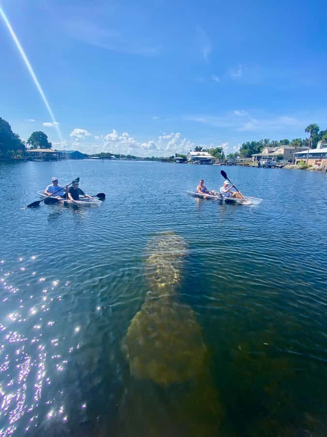 Crystal River: Clear Kayak Manatee & Springs Tour - A Detailed Look at the Experience