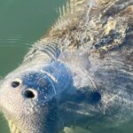 Crystal River: Kings Bay Eco/Sunset Tour - FAQ