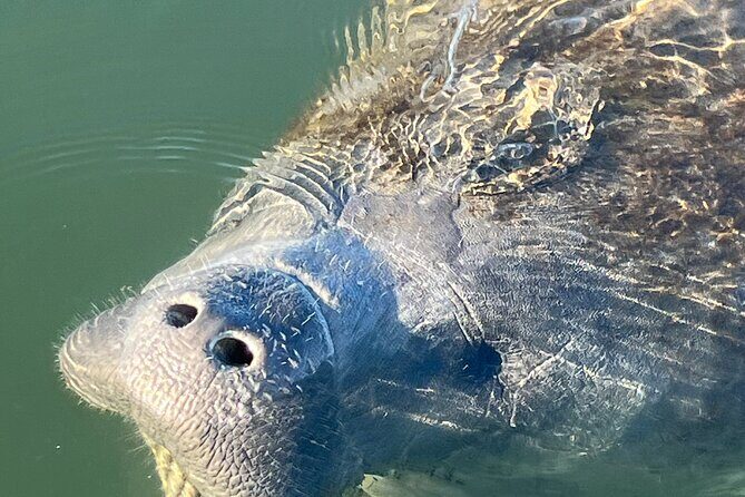 Crystal River: Kings Bay Eco/Sunset Tour - FAQ