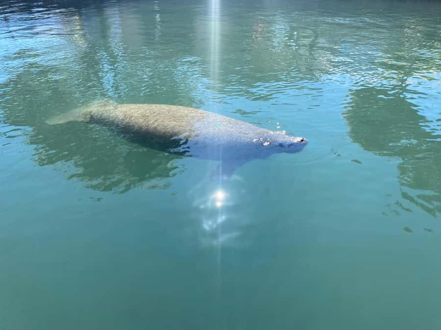 Crystal River: Manatee Eco-Tour Boat Ride - Why This Tour Stands Out