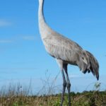 Crystal River: Naturalist Guide Eco Wildlife Manatee Tour - Who Should Consider This Tour?