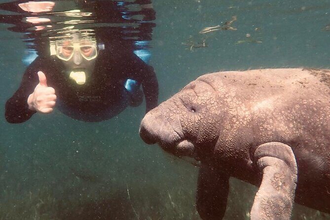 Crystal River - Private Manatee Snorkel Tour - Authentic Experiences from Visitors