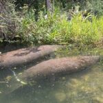 Crystal River Tandem Kayak Rental | 4 Hour | See The Manatees! - Final Thoughts
