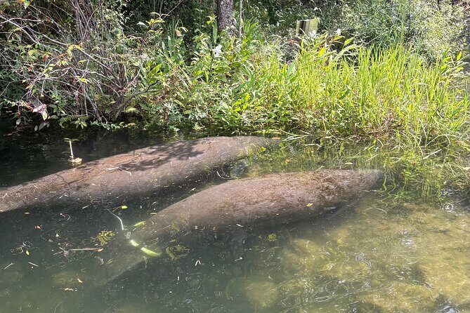 Crystal River Tandem Kayak Rental | 4 Hour | See The Manatees! - Final Thoughts