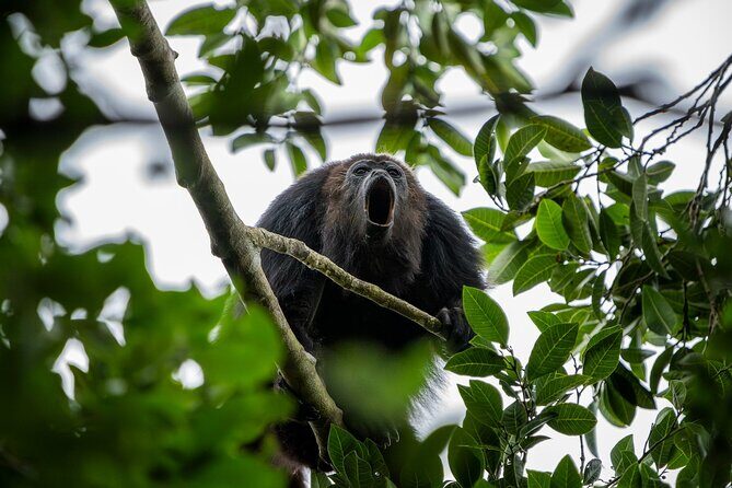 Day Trip to Coba and Punta Laguna with Mayan Lunch - Authentic Experience and Real People