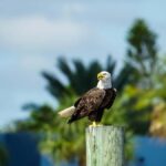 Daytona Beach: Halifax River Wildlife Boat Tour - Authentic Perspectives from Past Visitors