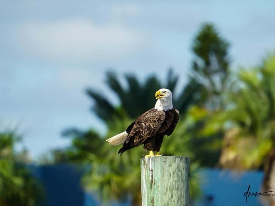 Daytona Beach: Halifax River Wildlife Boat Tour - Authentic Perspectives from Past Visitors