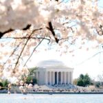 DC Cherry Blossom Guided Tour with Tidal Basin & Monuments - The Sum Up: Who Will Love This Tour?