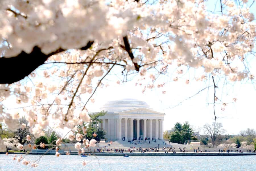 DC Cherry Blossom Guided Tour with Tidal Basin & Monuments - The Sum Up: Who Will Love This Tour?