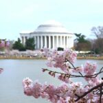 DC Cherry Blossom & Monuments Tour with Seasonal Boat Cruise - Why This Tour Offers Great Value
