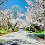 DC Kenwood Cherry Blossoms Small Group Max 12 Half-Day Tour - Who Should Consider This Tour?