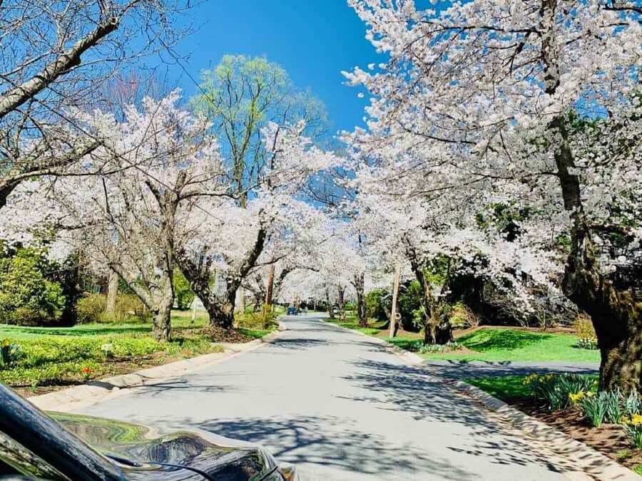 DC Kenwood Cherry Blossoms Small Group Max 12 Half-Day Tour - Who Should Consider This Tour?