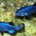 Death Valley: 1-Day Adventure & Stargazing Tour - Exploring Death Valley: What to Expect