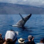 Deluxe Whale Watching Sail on Maui - FAQ