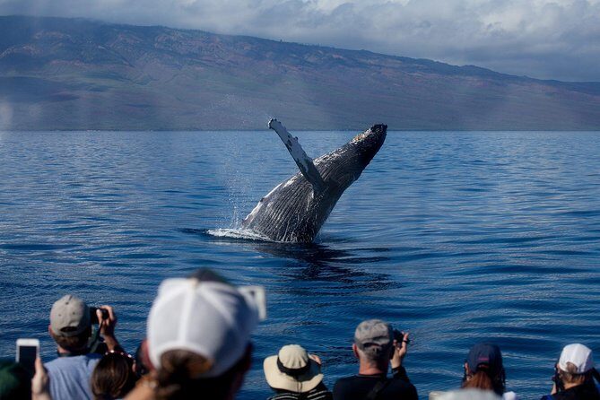 Deluxe Whale Watching Sail on Maui - FAQ