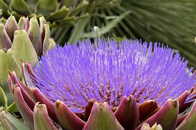 Discover Hidden Stairways & Canyon Paths: Private Urban Adventure - FAQs